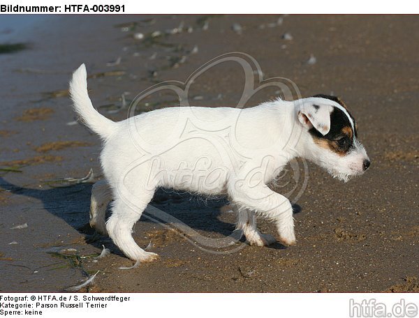 Parson Russell Terrier Welpe / parson russell terrier puppy / HTFA-003991