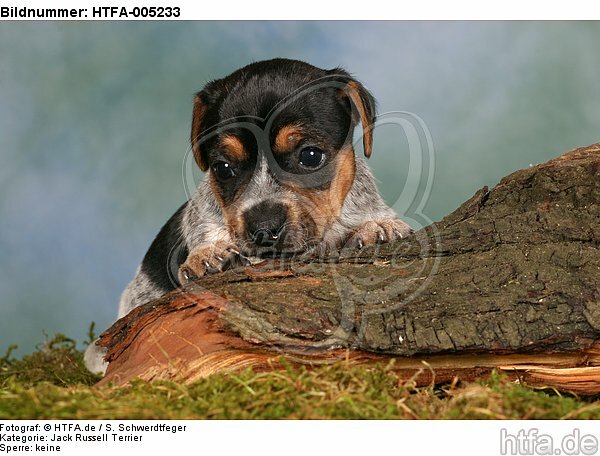 Jack Russell Terrier Welpe / jack russell terrier puppy / HTFA-005233