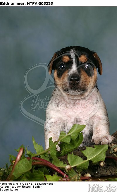 Jack Russell Terrier Welpe / jack russell terrier puppy / HTFA-005235