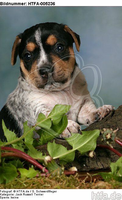 Jack Russell Terrier Welpe / jack russell terrier puppy / HTFA-005236
