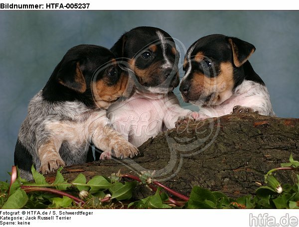 Jack Russell Terrier Welpen / jack russell terrier puppies / HTFA-005237