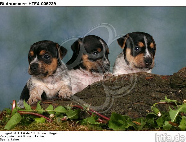 Jack Russell Terrier Welpen / jack russell terrier puppies / HTFA-005239