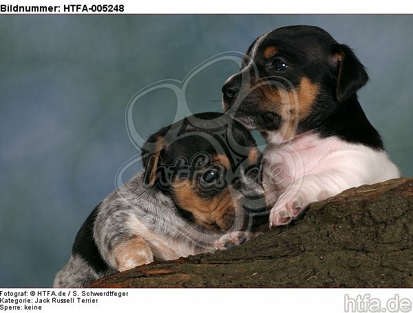 Jack Russell Terrier Welpen / jack russell terrier puppies / HTFA-005248