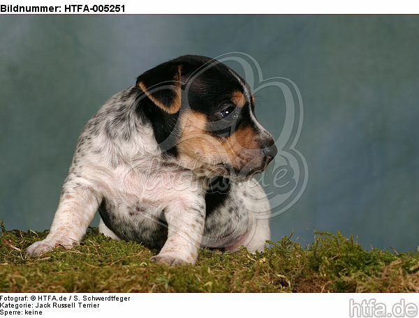 Jack Russell Terrier Welpe / jack russell terrier puppy / HTFA-005251
