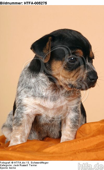 Jack Russell Terrier Welpe / jack russell terrier puppy / HTFA-005275