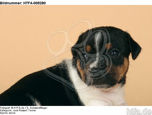 Jack Russell Terrier Welpe / jack russell terrier puppy / HTFA-005280