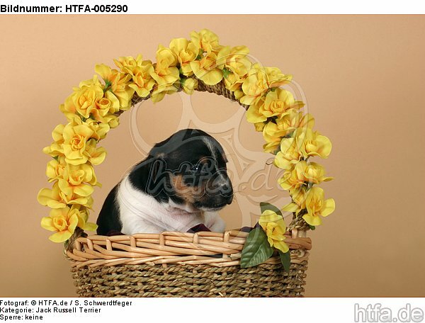 Jack Russell Terrier Welpe / jack russell terrier puppy / HTFA-005290