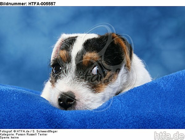 Parson Russell Terrier Welpe / parson russell terrier puppy / HTFA-005557