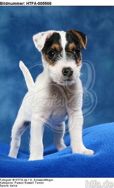 Parson Russell Terrier Welpe / parson russell terrier puppy / HTFA-005566