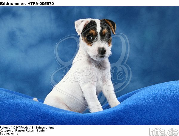 Parson Russell Terrier Welpe / parson russell terrier puppy / HTFA-005570