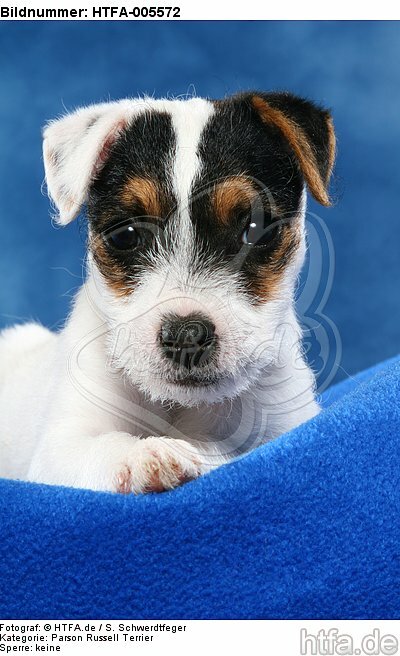 Parson Russell Terrier Welpe / parson russell terrier puppy / HTFA-005572