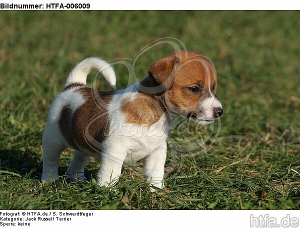 Jack Russell Terrier Welpe / jack russell terrier puppy / HTFA-006009