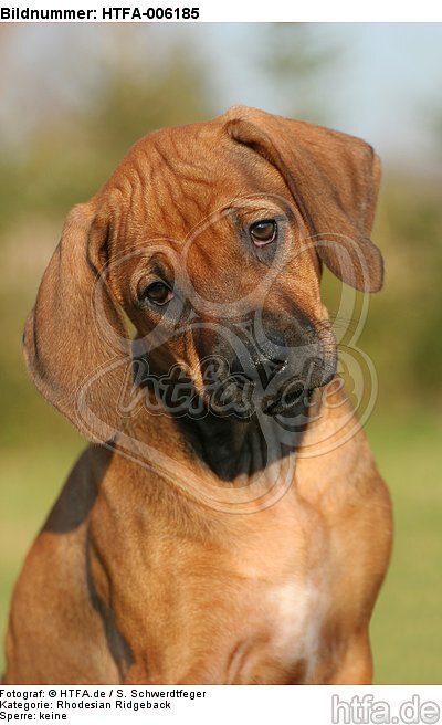 Rhodesian Ridgeback Welpe / rhodesian ridgeback puppy / HTFA-006185