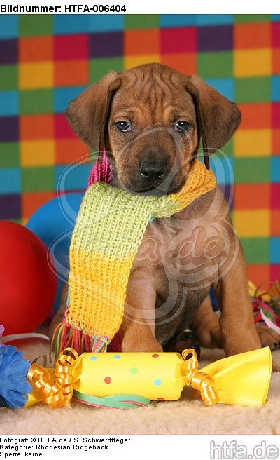 Rhodesian Ridgeback Welpe / rhodesian ridgeback puppy / HTFA-006404