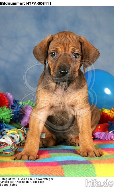 Rhodesian Ridgeback Welpe / rhodesian ridgeback puppy / HTFA-006411