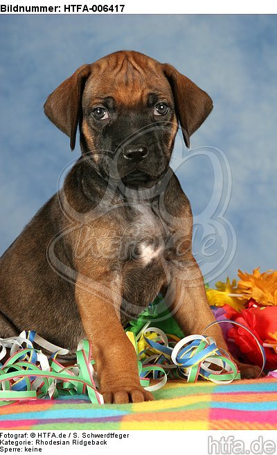 Rhodesian Ridgeback Welpe / rhodesian ridgeback puppy / HTFA-006417