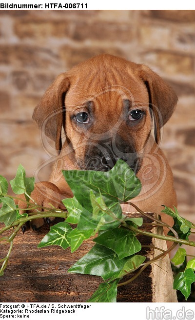Rhodesian Ridgeback Welpe / rhodesian ridgeback puppy / HTFA-006711