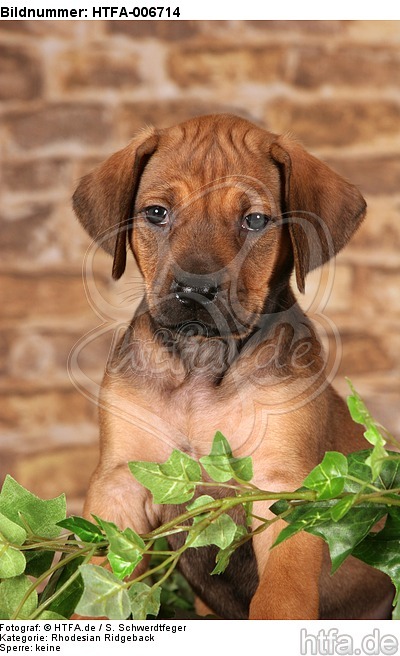 Rhodesian Ridgeback Welpe / rhodesian ridgeback puppy / HTFA-006714