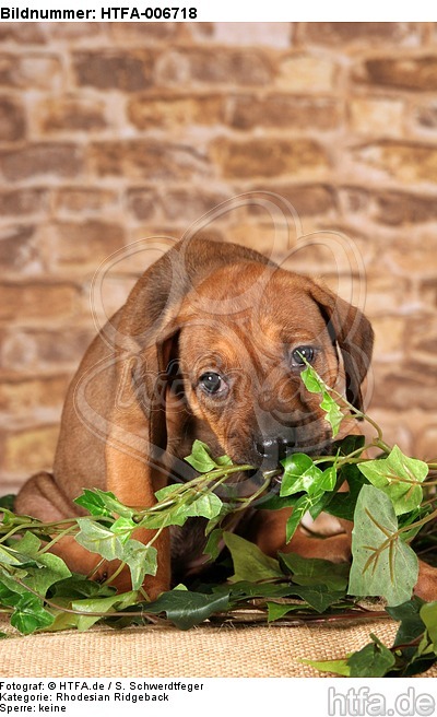 Rhodesian Ridgeback Welpe / rhodesian ridgeback puppy / HTFA-006718