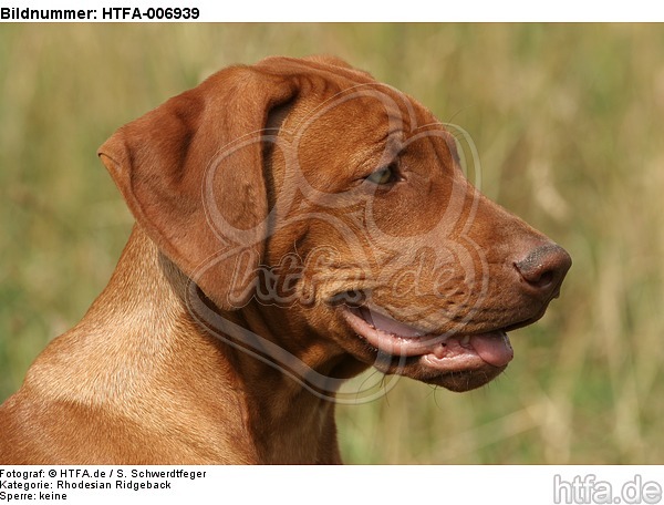 Rhodesian Ridgeback Welpe / rhodesian ridgeback puppy / HTFA-006939