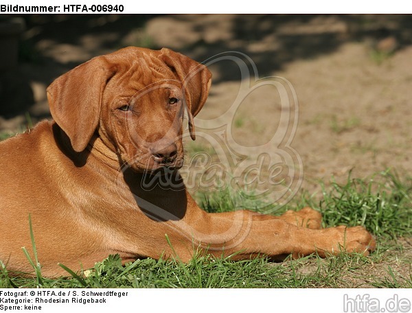 Rhodesian Ridgeback Welpe / rhodesian ridgeback puppy / HTFA-006940