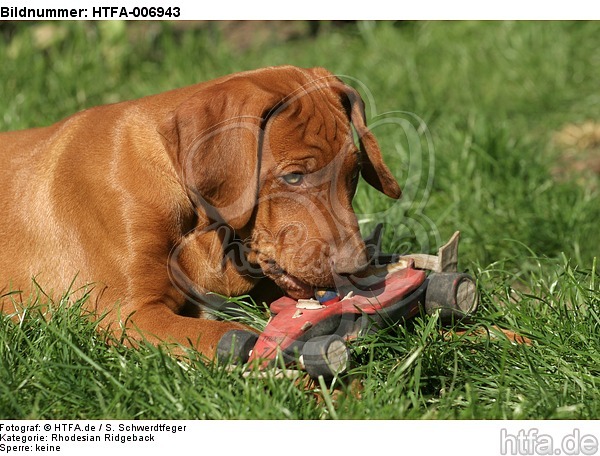 Rhodesian Ridgeback Welpe / rhodesian ridgeback puppy / HTFA-006943
