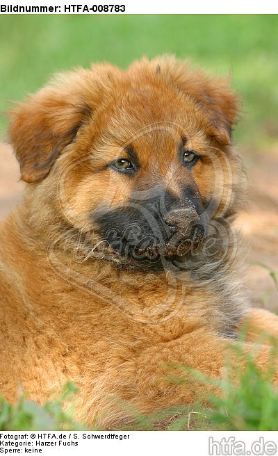 Harzer Fuchs Welpe / Harzer Fuchs puppy / HTFA-008783