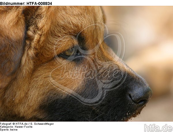 Harzer Fuchs Welpe / Harzer Fuchs puppy / HTFA-008834