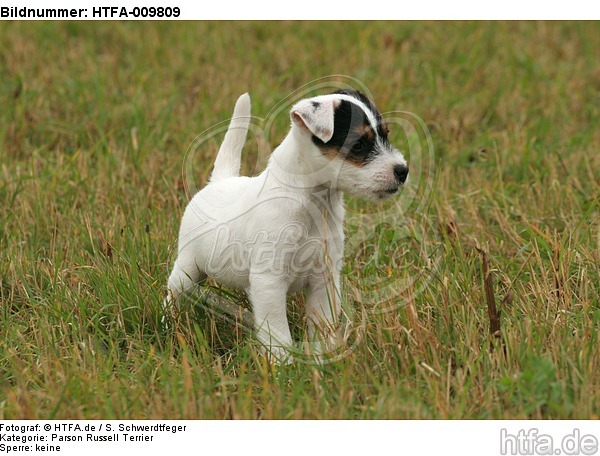 stehender Parson Russell Terrier Welpe / standing PRT puppy / HTFA-009809