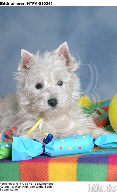 liegender West Highland White Terrier Welpe / lying West Highland White Terrier Puppy / HTFA-010241