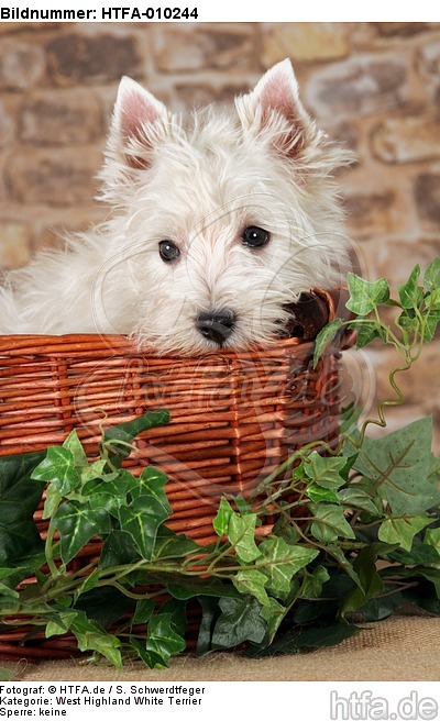 West Highland White Terrier Welpe / West Highland White Terrier Puppy / HTFA-010244
