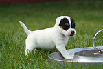 Parson Russell Terrier Welpe / parson russell terrier puppy