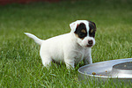 Parson Russell Terrier Welpe / parson russell terrier puppy