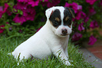 Parson Russell Terrier Welpe / parson russell terrier puppy