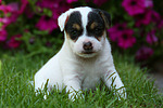 Parson Russell Terrier Welpe / parson russell terrier puppy