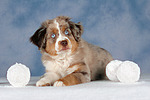 Miniature Australian Shepherd Welpe / miniature australian shepherd puppy