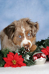 Miniature Australian Shepherd Welpe / miniature australian shepherd puppy