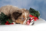 Miniature Australian Shepherd Welpe / miniature australian shepherd puppy