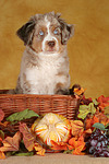 Miniature Australian Shepherd Welpe / miniature australian shepherd puppy