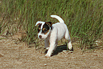 Parson Russell Terrier Welpe / parson russell terrier puppy