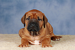 Rhodesian Ridgeback Welpe / rhodesian ridgeback puppy