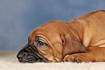 Rhodesian Ridgeback Welpe / rhodesian ridgeback puppy