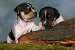 Jack Russell Terrier Welpen / jack russell terrier puppies