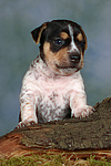 Jack Russell Terrier Welpe / jack russell terrier puppy