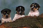 Jack Russell Terrier Welpen / jack russell terrier puppies