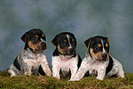 Jack Russell Terrier Welpen / jack russell terrier puppies