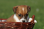 Jack Russell Terrier Welpe / jack russell terrier puppy