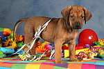 Rhodesian Ridgeback Welpe / rhodesian ridgeback puppy