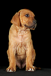 Rhodesian Ridgeback Welpe / rhodesian ridgeback puppy