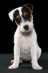 Parson Russell Terrier Welpe / parson russell terrier puppy